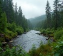 Пьяный сахалинец украл у спящего собутыльника больше 300 тысяч рублей и часть из них закопал в лесу