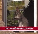 Питомцы сахалинского зооботанического парка перешли на особое меню