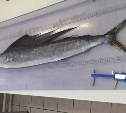 Редчайший случай: необычную тропическую рыбу с "гривой" обнаружили у берегов Курил