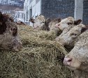 Около восьми тысяч тонн молока получит Сахалин от совхоза «Корсаковский» за год