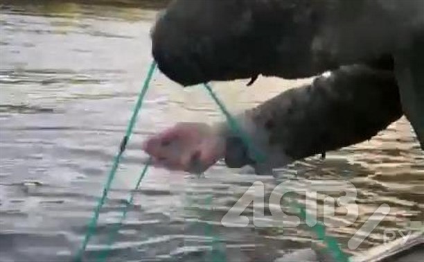 Браконьеры полностью перегородили сетями устье Найбы