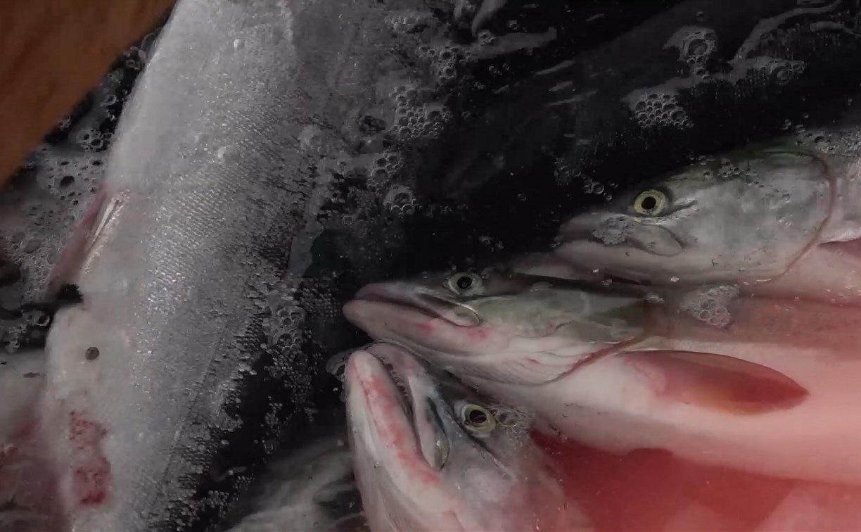 Промысел лосося на юго-востоке Сахалина захотели отдать в одни руки