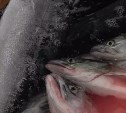 Промысел лосося на юго-востоке Сахалина захотели отдать в одни руки