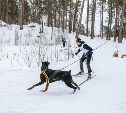 Сахалинцы впервые приняли участие в Чемпионате России по ездовому спорту