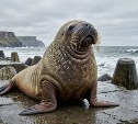 На Сахалине тепло и пасмурно, а на Курилах дождливо: прогноз погоды для региона на 28 августа