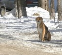 "У меня кошек там 10 штук в гараже. Я старая": жители Холмска о проблемах с бездомными животными