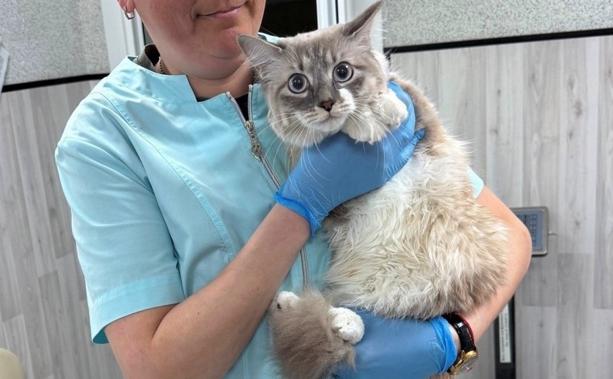 Сахалинцам рассказали, зачем стерилизовать домашних животных