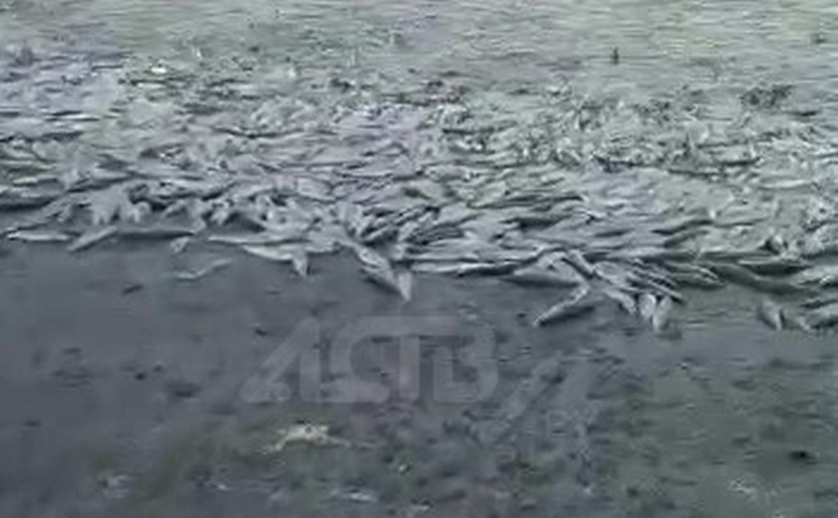 Сахалинец снял на видео гигантское количество сельди на берегу моря