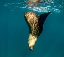 Волшебные кадры подводного мира сделали на острове Монерон. Фото