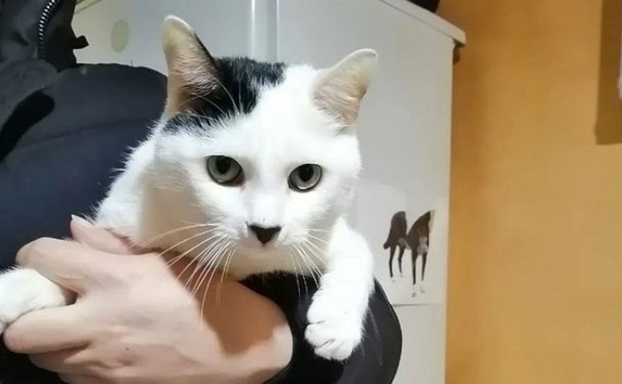 На Сахалине ищут хозяина для кота-Гитлера