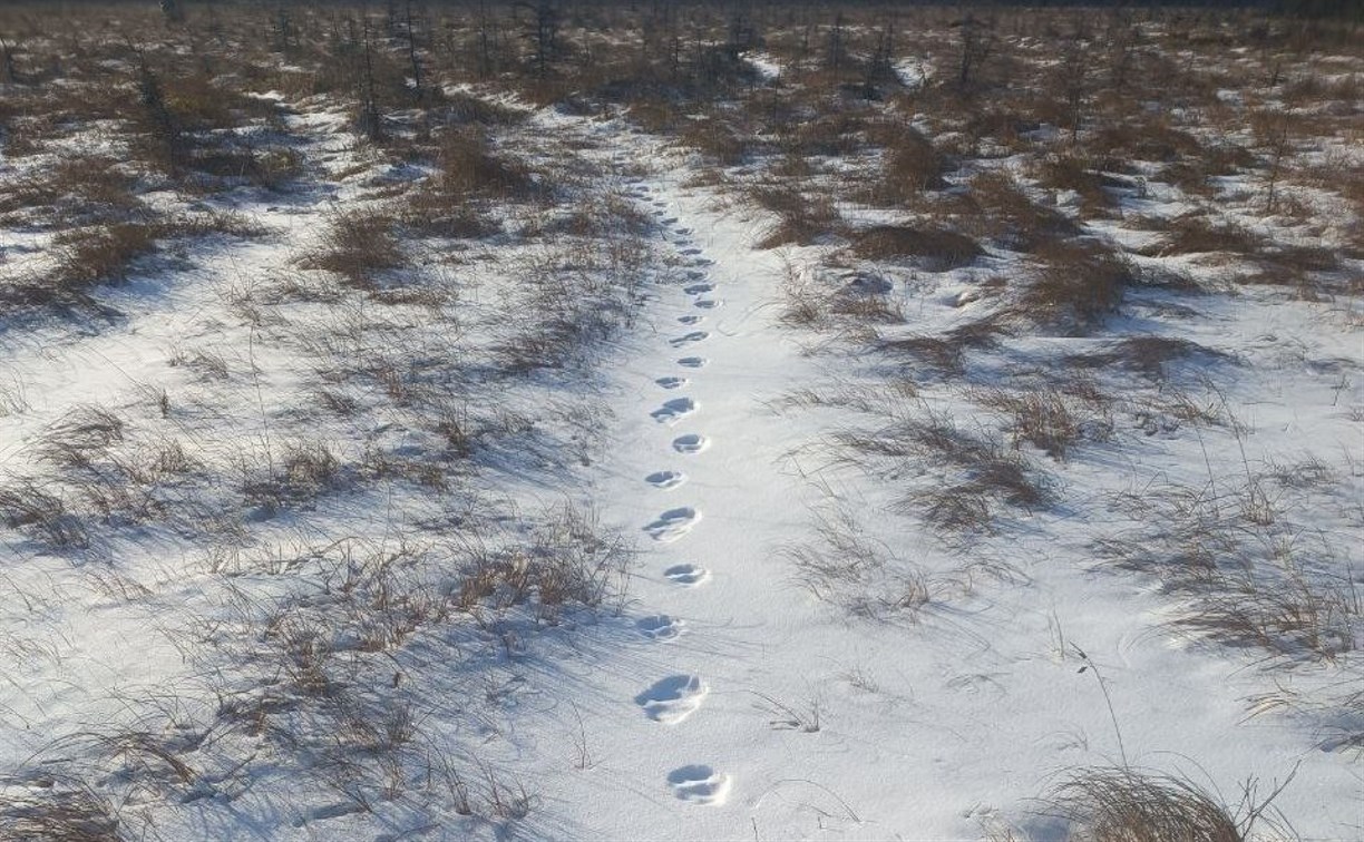 7000 километров по следам дикой природы: на Сахалине пересчитывают зверей и птиц