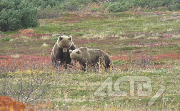 Два суровых медведя собирали шишки на Курилах и попали на видео