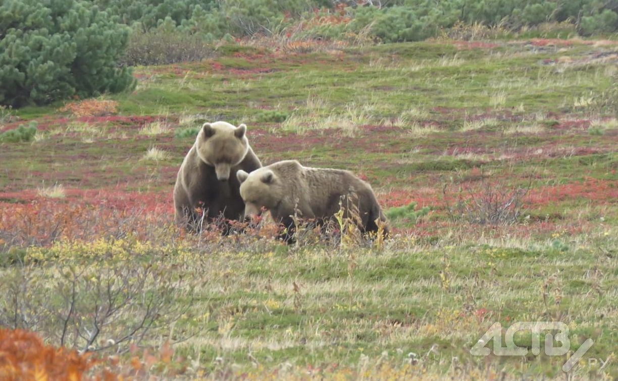Два суровых медведя собирали шишки на Курилах и попали на видео