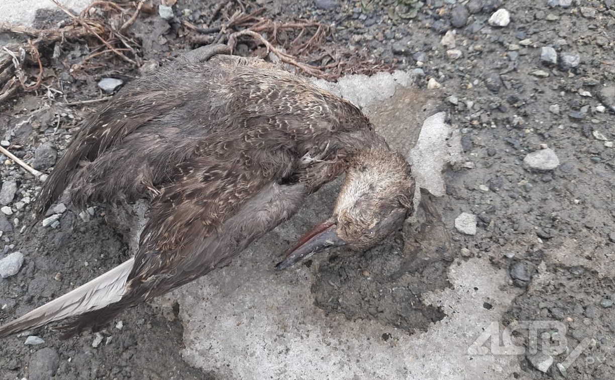Пять мёртвых уток нашли горожане у торгового центра в Южно-Сахалинске