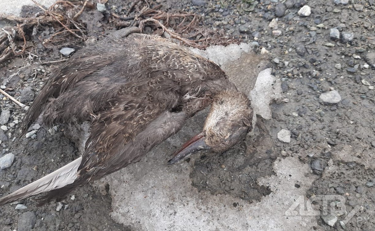 Пять мёртвых уток нашли горожане у торгового центра в Южно-Сахалинске -  Новости Сахалинской области. Происшествия - astv.ru