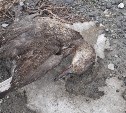 Пять мёртвых уток нашли горожане у торгового центра в Южно-Сахалинске