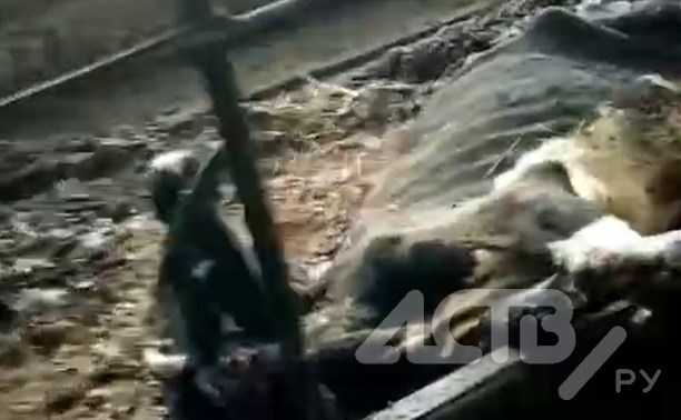 Мертвые туши в собственном навозе: сахалинцы шокированы жестокостью к животным в совхозе в Костромском