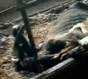 Мертвые туши в собственном навозе: сахалинцы шокированы жестокостью к животным в совхозе в Костромском