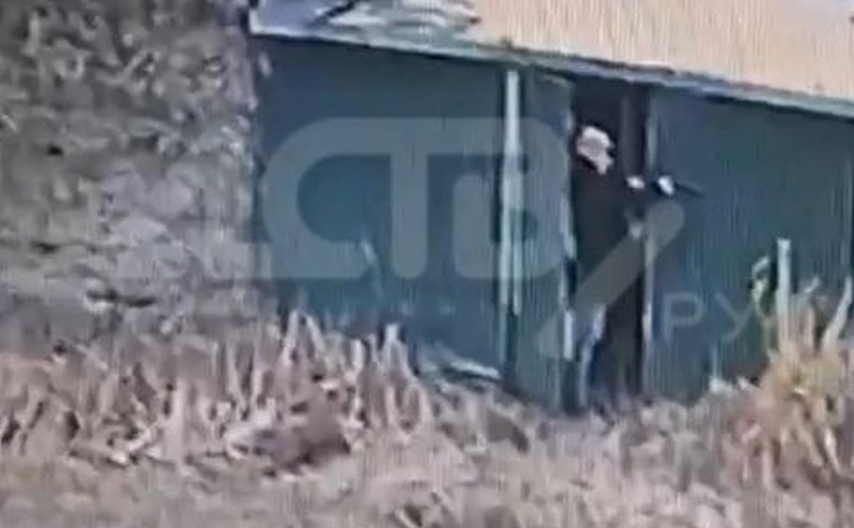 "Рвут кур, кошек, собаку на цепи разорвали": сахалинец объяснил, почему застрелил щенков