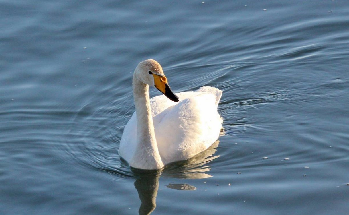 Не мёрзнут, а экономят энергию: сахалинцев просят не спасать лебедей на льду