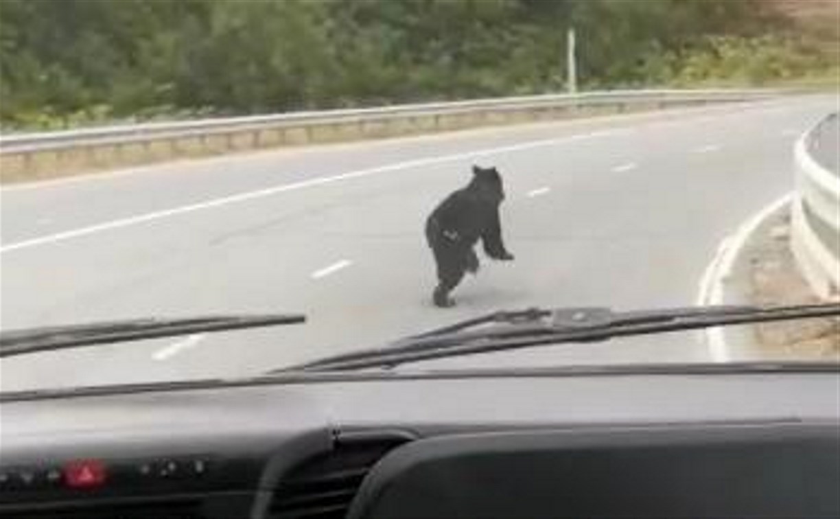 На Холмском перевале молодой медведь устроил соревнования с автобусом