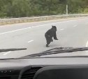 На Холмском перевале молодой медведь устроил соревнования с автобусом