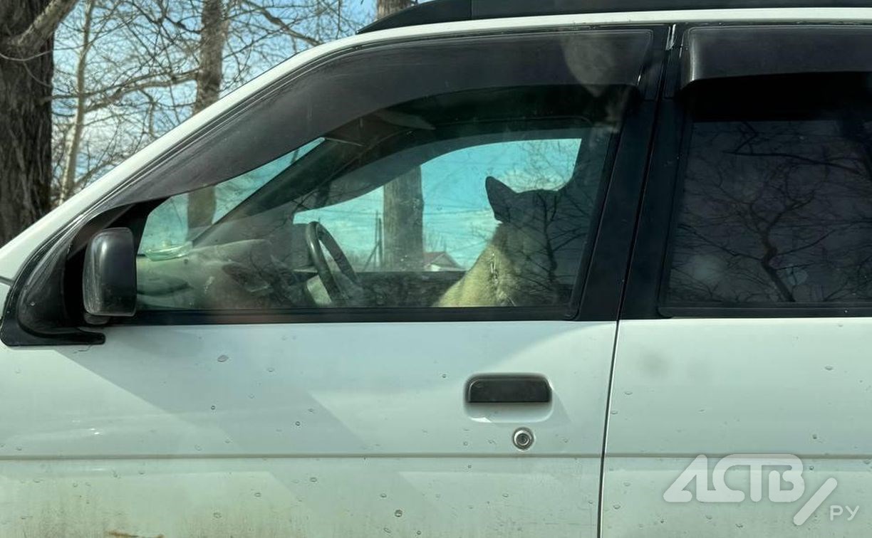 В Южно-Сахалинске полицейские проверили автомобиль, в котором несколько недель живёт собака