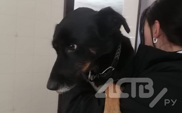 Сахалинцы забрали собаку после отлова с переломанной лапой и дырой в щеке