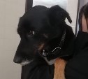 Сахалинцы забрали собаку после отлова с переломанной лапой и дырой в щеке