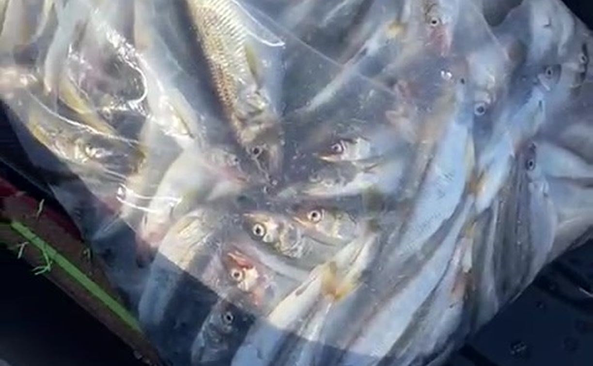 Рыбаки на Сахалине решили наловить и насушить корюшки для земляков, которые отправились в зону СВО