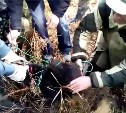 Лесники спасли медвежонка в Поронайском районе