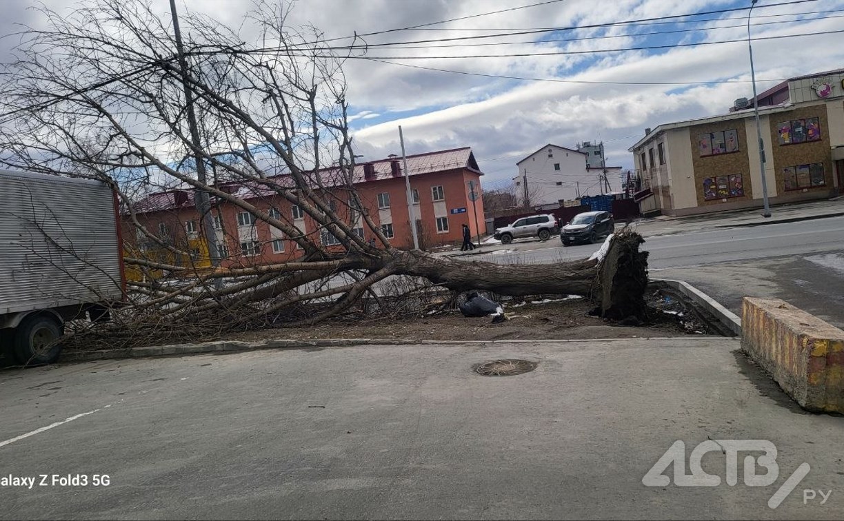 Упавшие деревья и блэкаут в селе: сильный ветер прошёлся по южным районам Сахалина