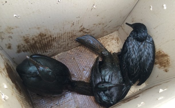 Птиц, доставленных в реабилитационный центр в Пригородном, начнут очищать от мазута
