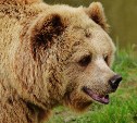 Неуловимый медведь продолжает терроризировать жителей СНТ около охотской трассы