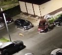Жители "Уюна" в Южно-Сахалинске прикормили дикую лису - она может попасть под колеса 