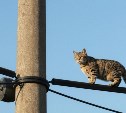 Два микрорайона в Охе на время останутся без света ради спасения кошки