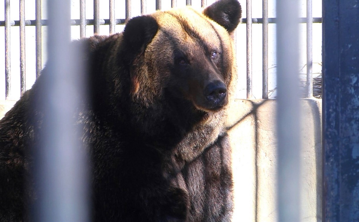 Гостям зоопарка в Южно-Сахалинске покажут, как накормить медведя