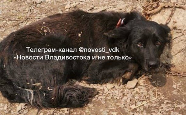 В Приморье собаку привязали во дворе как приманку для тигра