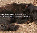 В Приморье собаку привязали во дворе как приманку для тигра