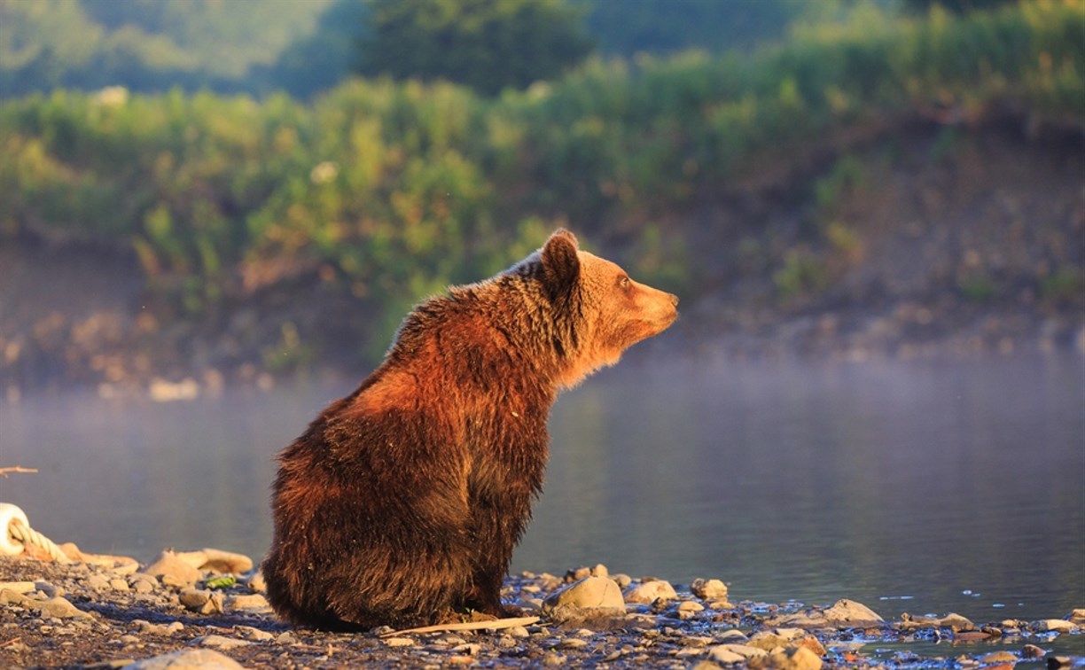 Выставка фотографа-любителя дикой природы откроется в Южно-Сахалинске