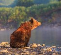 Выставка фотографа-любителя дикой природы откроется в Южно-Сахалинске