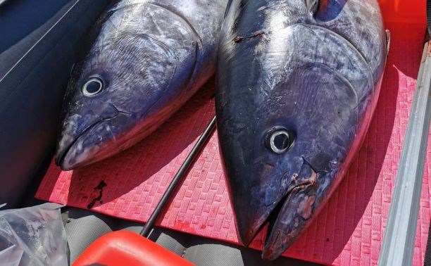 Пограничники составили протокол на сахалинца, который два часа тащил из моря огромного тунца