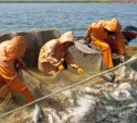 Рыбаки Сахалина и Курил добыли более 107 тыс. тонн лосося