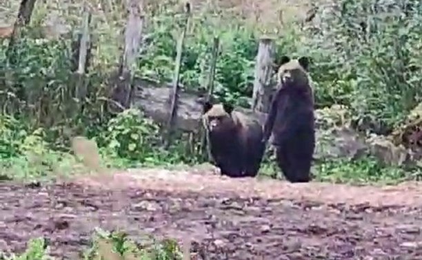 "Дубль 3, они пришли": медведи-близнецы устроили харчевню на огороде сахалинки