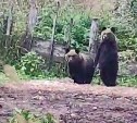 "Дубль 3, они пришли": медведи-близнецы устроили харчевню на огороде сахалинки