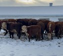 Первую партию мяса мраморной говядины планирует поставить на прилавки магазинов углегорский фермер