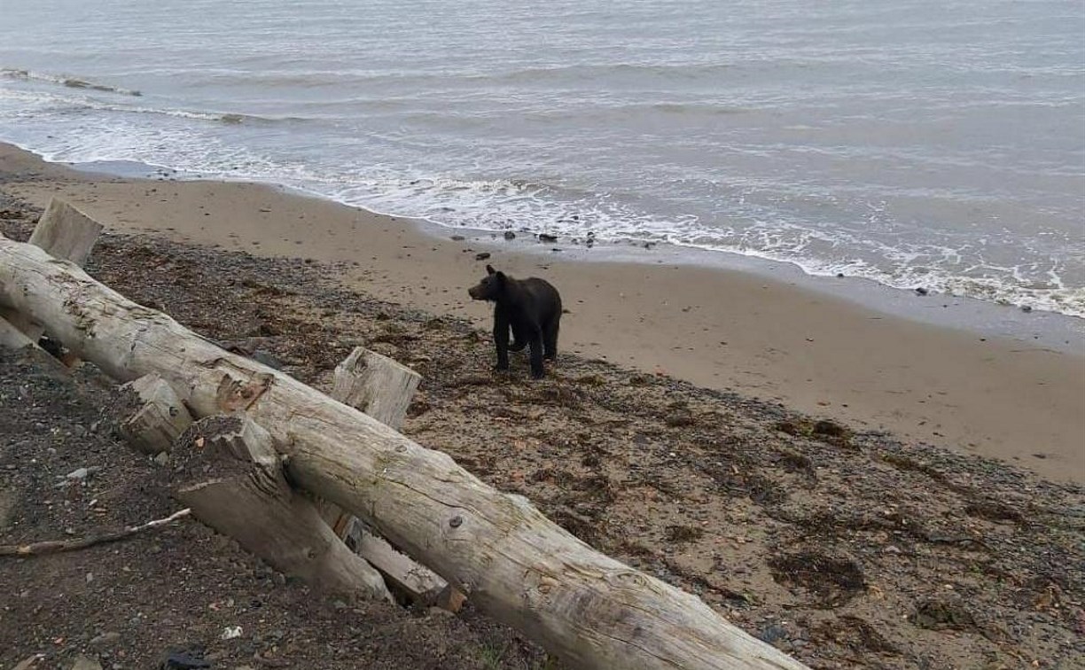 Медведь вышел на пляж в районе Трех Братьев на Сахалине