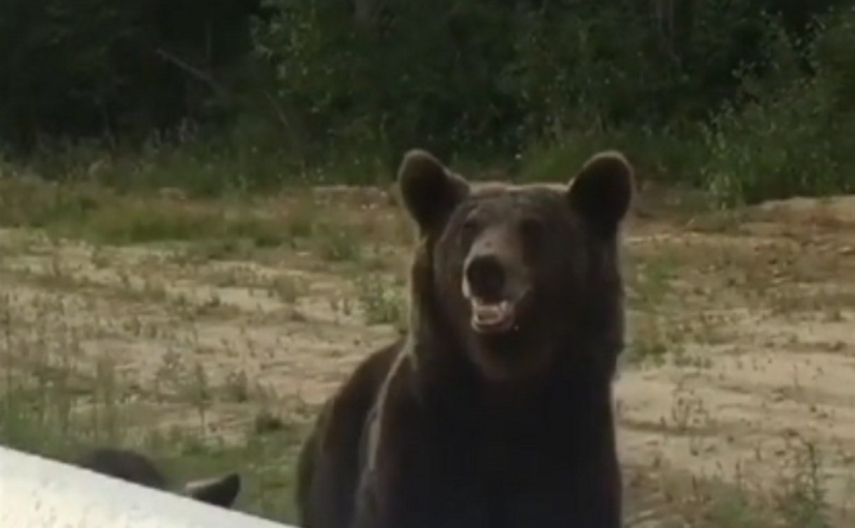 "Сейчас половину лица откусит": медведица с медвежонком вплотную подошли к сахалинцам на трассе