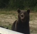 "Сейчас половину лица откусит": медведица с медвежонком вплотную подошли к сахалинцам на трассе