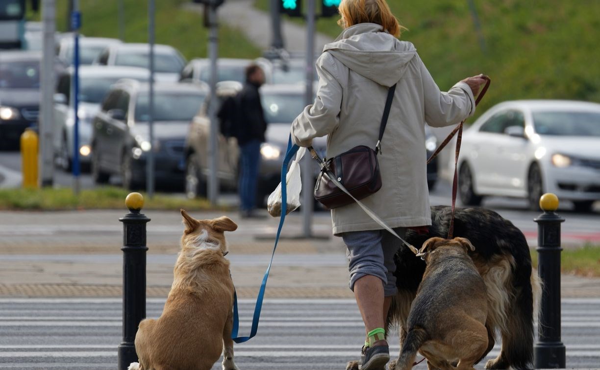 "Штрафы или ящики с пакетами": как сахалинцев приучить убирать за своими собаками 
